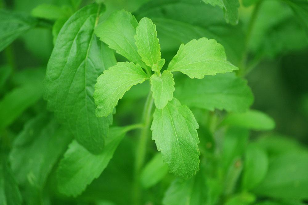 Stevia Guampa